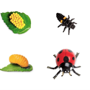 Levenscyclus – Lieveheersbeestje