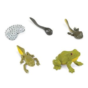 Levenscyclus – Kikker