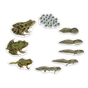 Magnetisch  – Levenscyclus Kikker