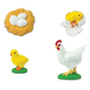 Levenscyclus – Kip