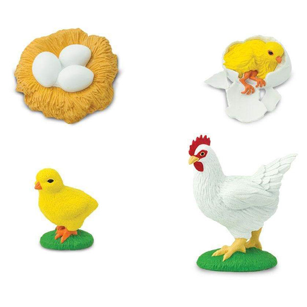 Levenscyclus – Kip