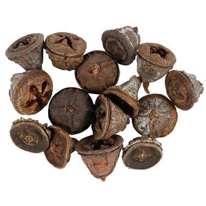 Larikskegels (25 gram)