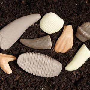 Speelstenen – Prehistorische tanden