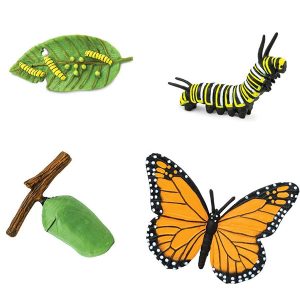 Levenscyclus – Vlinder